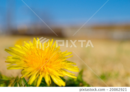  蒲公英 20862921