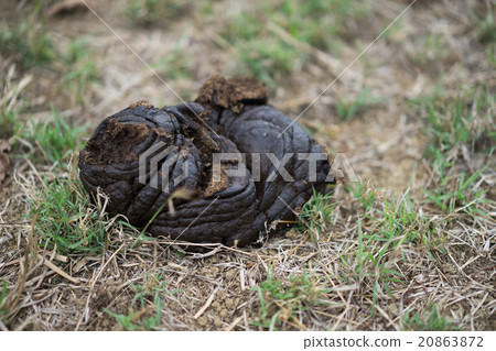 Cattle dung on the ground and use making muck. Cattle dung on the ground and use making muck. 20863872