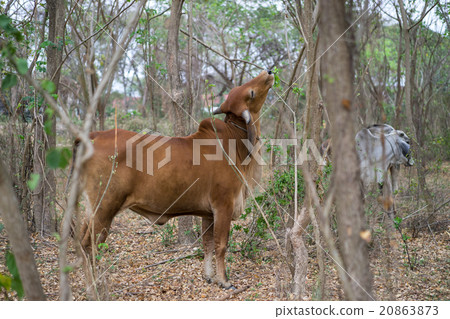 Cow or Cattle were grazing field and eating food. 20863873