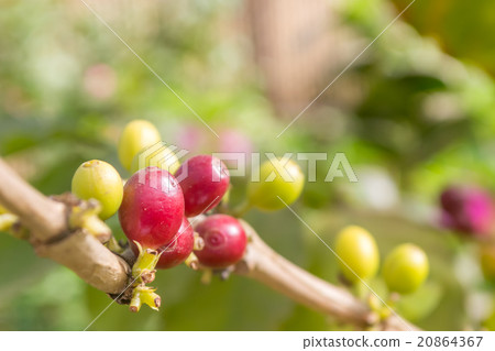 Coffee beans on trees 20864367