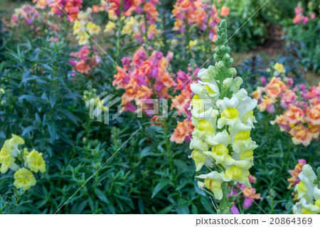 crimson antirrhinum (snapdragon) flower in garden 20864369
