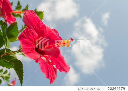 beautiful Red Hibiscus flower 20864379