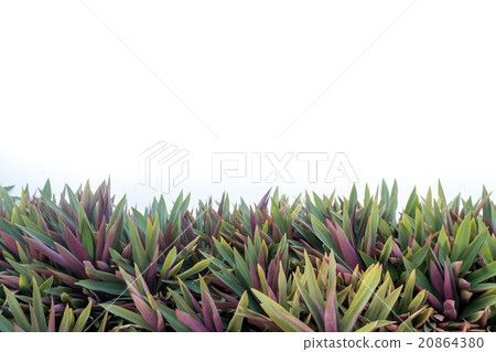 Oyster plant on white background 20864380