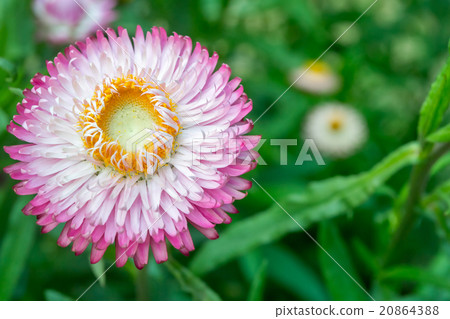Pink Straw flower, Everlasting,flowers 20864388