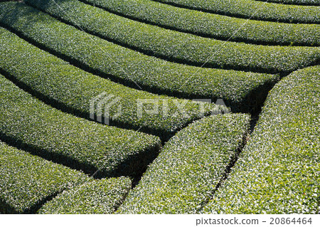 早春的茶園 20864464