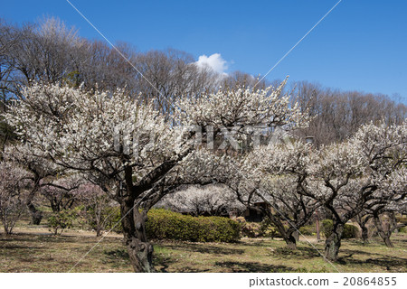 Yakushoen of Yakushiya Park 20864855