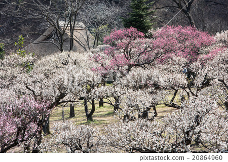 Plum garden and old houses of Yakushi-ike park 20864960