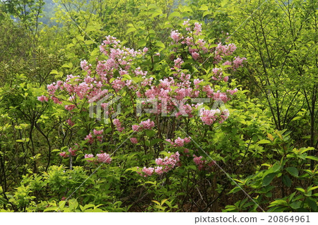 Ugi flowers Ugi flowers 20864961