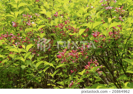 Ugi flowers 20864962