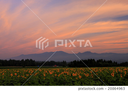 Sunflower field and morning glow 20864963