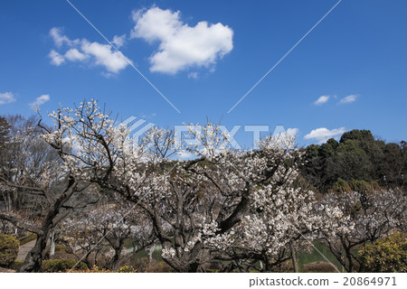 Ume plants in Yakushi-ike Park Ume plants in Yakushi-ike Park 20864971