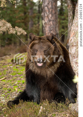 brown bear (Ursus arctos) in winter forest 20865154