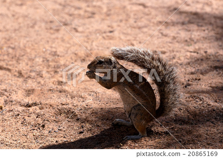 South African ground squirrel Xerus inauris 20865169