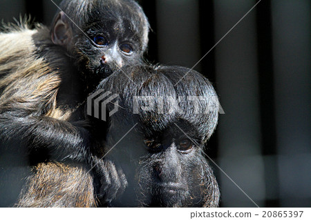 黑鰭金槍魚的父母和孩子 20865397