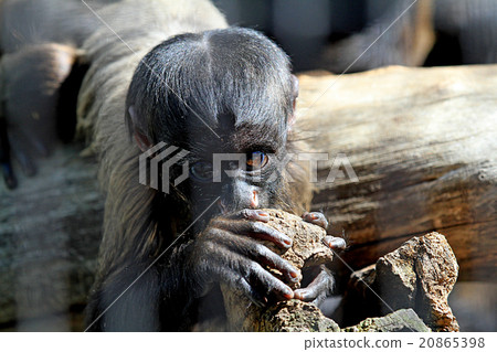 Kurohisaki的孩子們 20865398