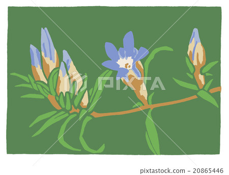 Gentian Gentian 20865446