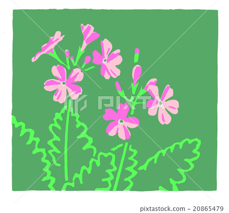 報春花 報春花 20865479