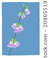 Adenophortriphylla 20865519