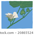 棉花 20865524
