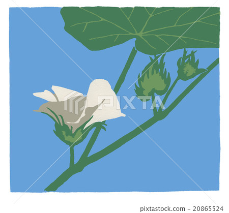棉花 棉花 20865524