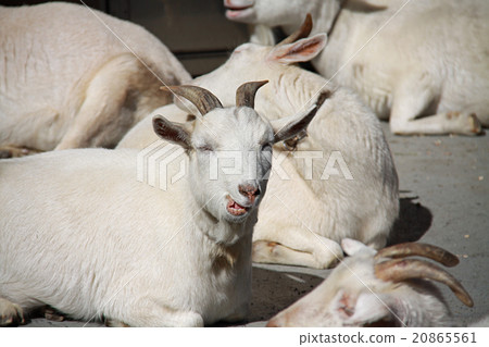 山羊 山羊 20865561