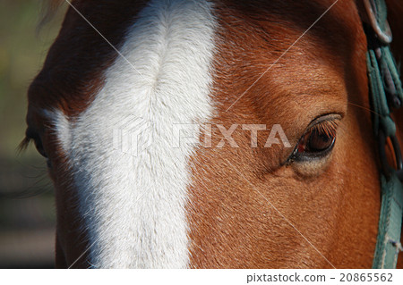 眼睛的馬 眼睛的馬 20865562