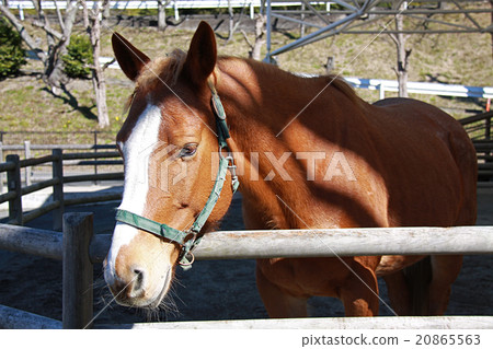 四分軟管 四分軟管 20865563