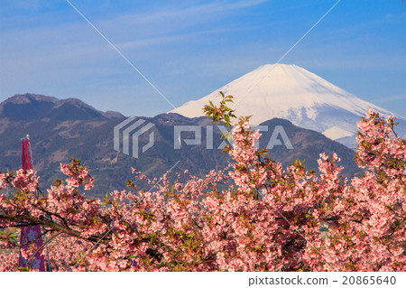 Fuji and Kawazu cherry tree Fuji and Kawazu cherry tree 20865640