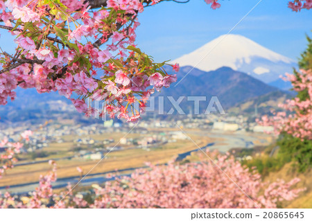Fuji and Kawazu cherry tree Fuji and Kawazu cherry tree 20865645