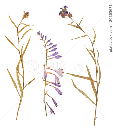 Set of wild dry pressed flowers and leaves Set of wild dry pressed flowers and leaves 20865671