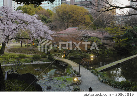 東京·小石川後樂園櫻花盛開的風景 20865819