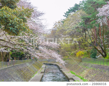 東京Zenfukuji河櫻花樹 20866016