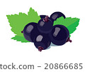 Black currants with leaves. Simplified 20866685