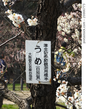 Plum tree in Osaka Castle Park 20866773