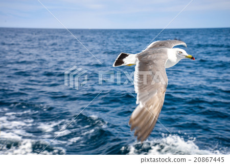 海鷗和海洋 20867445