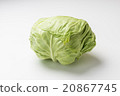 捲心菜 20867745