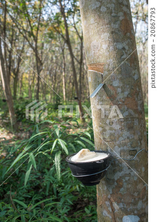 Rubber tree plantation, Thailand 20867793