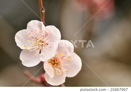 The plum of Umeno Taura Yokosuka city The plum of Umeno Taura Yokosuka city 20867907