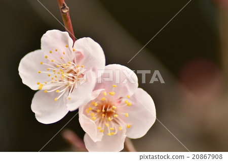 Umeno Taura Yokosuka市的梅子 Umeno Taura Yokosuka市的梅子 20867908