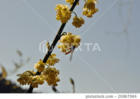 Chromoplide和膿腫 20867984