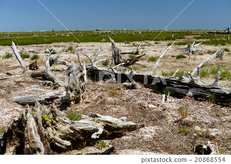 Todo wara Todo Tutomatsu森林北海道 20868554