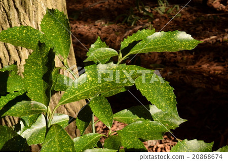 Variegated Quercus tree Variegated Quercus tree 20868674