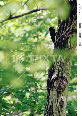 黑啄木鳥 20868907