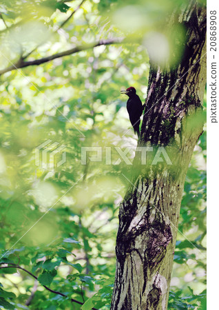 黑啄木鳥 黑啄木鳥 20868908