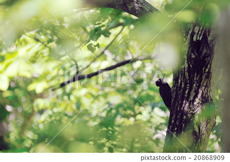 黑啄木鳥 黑啄木鳥 20868909