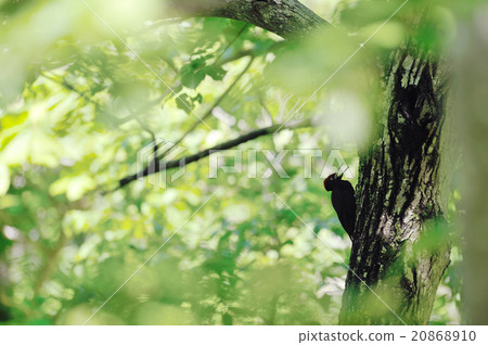 黑啄木鳥 20868910