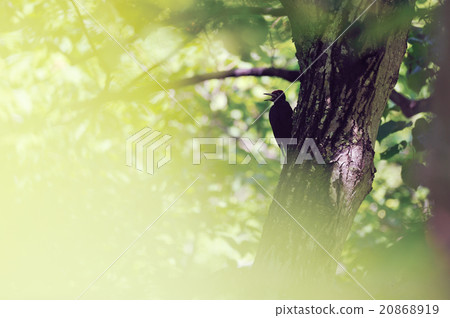 Kumagera Kumagera 20868919