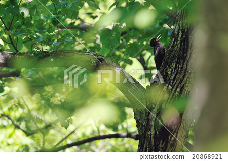 Kumagera Kumagera 20868921