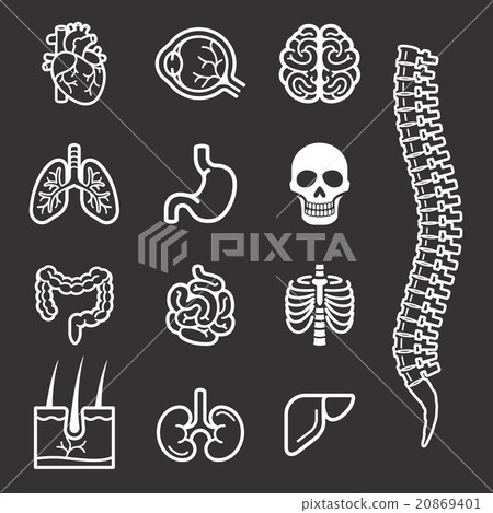 Human internal organs detailed icons set. 20869401
