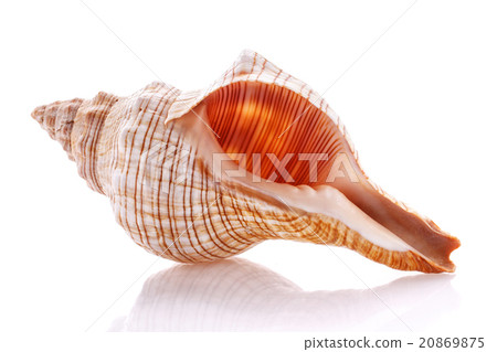 Sea shell isolated on white background Sea shell isolated on white background 20869875
